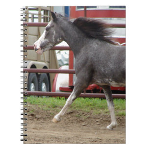 Carnet Mini cheval en classe liberté