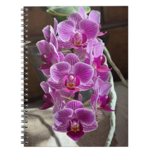 Carnet Mini Phalaenopsis Sogo Vivien Orchidée violet