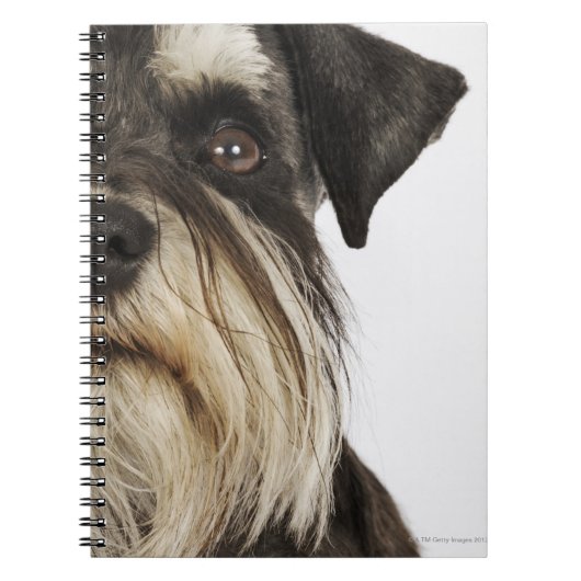 Carnet Miniature Schnauzer, studio photo, gros plan (Devant)