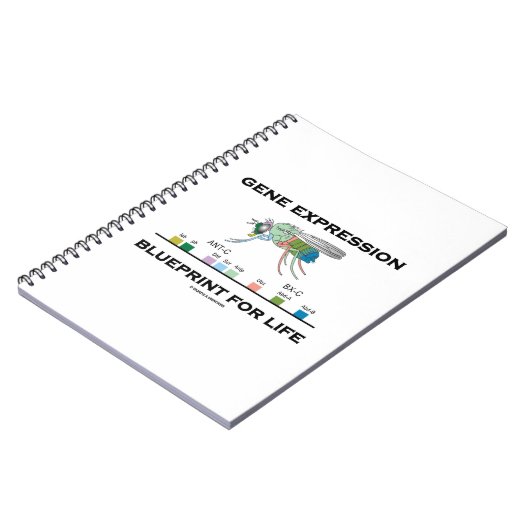 Carnet Modèle D'Expression Génétique Pour Les Gènes Homéo (Côté gauche)