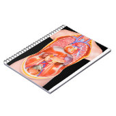 Carnet Modèle humain de torse avec les organes internes (Côté gauche)