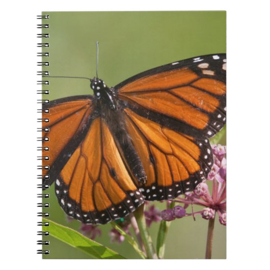 Carnet Monarque papillon mâle sur le marécage Milkweed (Devant)