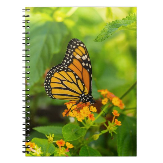 Carnet Monarque Sur Lantana (Devant)