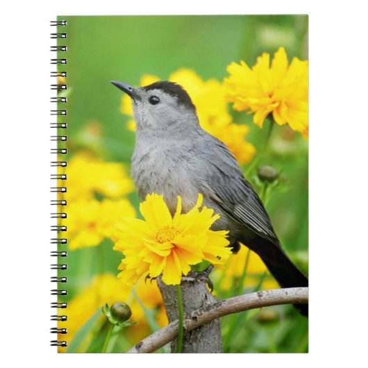 Carnet Moqueur chat sur une clôture en bois (Devant)