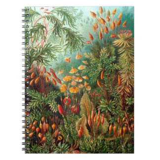 Carnet Moss (Muscinae) par Haeckel