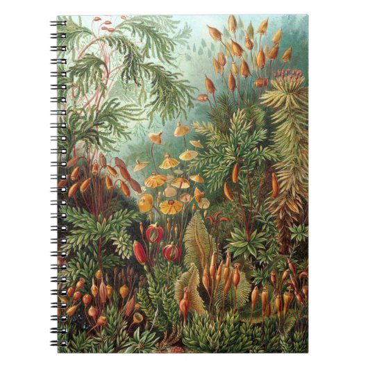 Carnet Moss (Muscinae) par Haeckel (Devant)