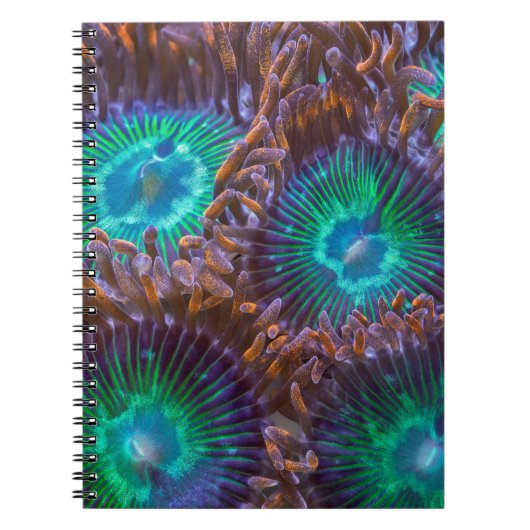 Carnet Motif de Zoanthid (Devant)
