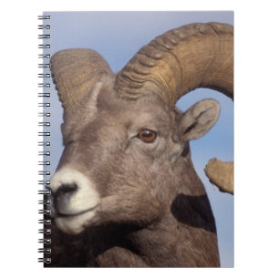 Carnet mouflon canadien, mouflon d'Amérique du Nord, Ovis