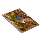 Carnet Mountain Bluebird at Arches National Park (Côté Droit)