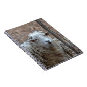 Carnet mouton (Côté Droit)