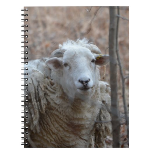 Carnet mouton (Devant)