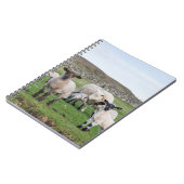 Carnet Mouton des Shetland (Côté gauche)