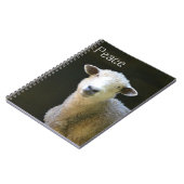 Carnet Mouton pacifique (Côté gauche)