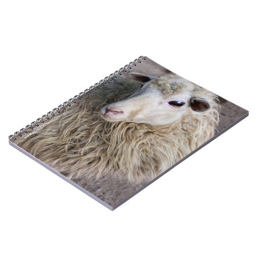 Carnet Moutons drôles (Côté gauche)
