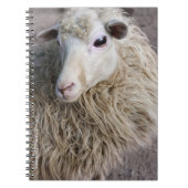 Carnet Moutons drôles (Devant)