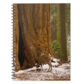 Carnet Mule Deer (Devant)