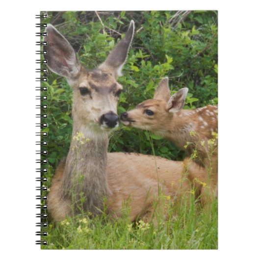 Carnet Mule Deer Doe avec Fawn (Devant)