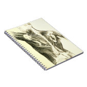 Carnet Muscles du dos vintages de l'anatomie | (circa (Côté Droit)
