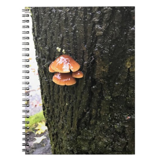 Carnet Mushrooms on a tree, Oregon (Devant)