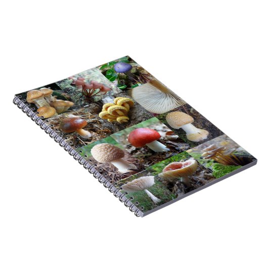 Carnet MycoJournal (Côté Droit)