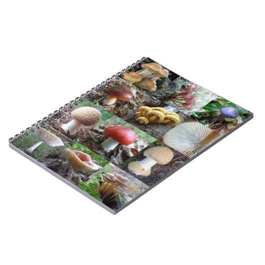 Carnet MycoJournal (Côté gauche)