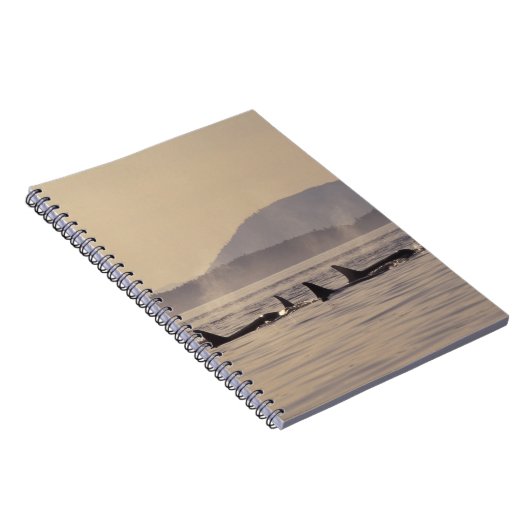 Carnet N.A., États-Unis, Washington, San Juan Islands Orc (Côté Droit)