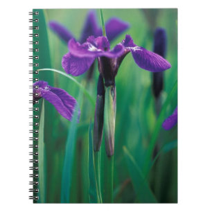 Carnet NA, États-Unis, Alaska, île Knight, Iris sauvage