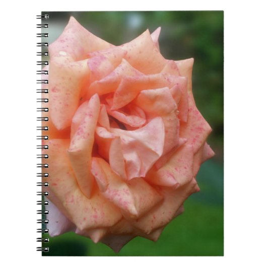 Carnet naturel Rose de Pêche en marmite (Devant)