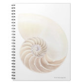 Carnet Nautilus Shell (Devant)