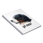 Carnet neige obtenue ? Chien de montagne de Bernese (Côté Droit)