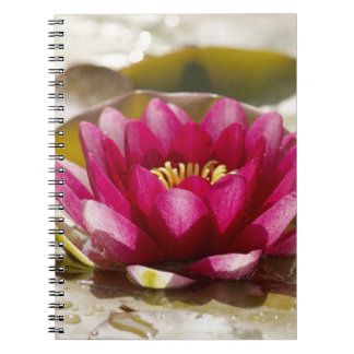 Carnet Nénuphar