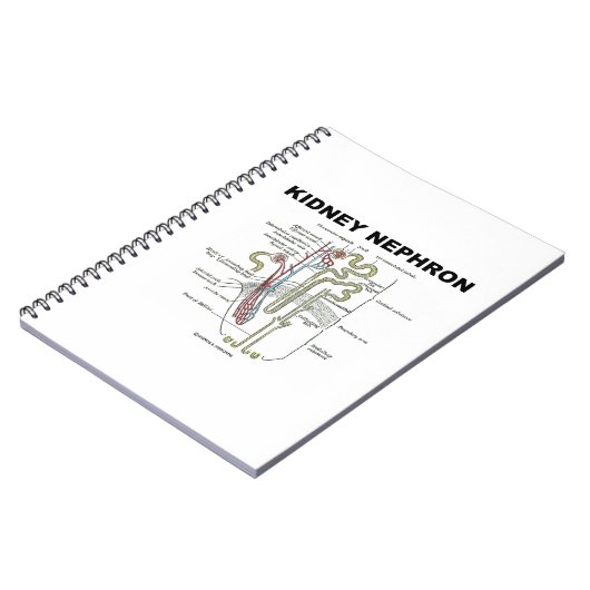 Carnet Néphron du rein (manuel d'anatomie de Grey) (Côté gauche)