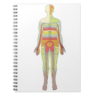 Carnet Neurologie des dermatomes sensoriels