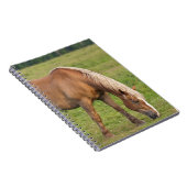 Carnet Nouveau-Brunswick, Canada. Cheval sur le terrain. (Côté Droit)