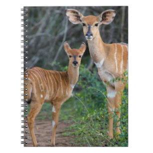 Carnet Nyala (Tragelaphus Angazii) avec son jeune, Ndumo