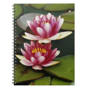 Carnet Nymphéas hybrides