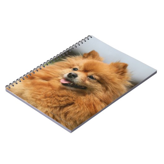 Carnet Observation de Pomeranian (Côté gauche)
