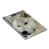Carnet observé par bleu de loup blanc (Côté Droit)