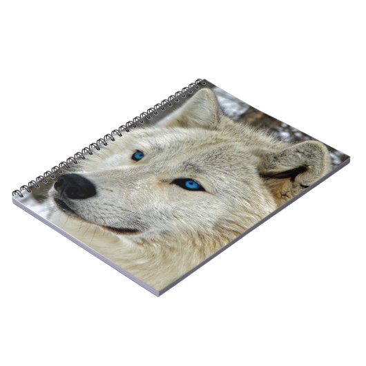 Carnet observé par bleu de loup blanc (Côté gauche)