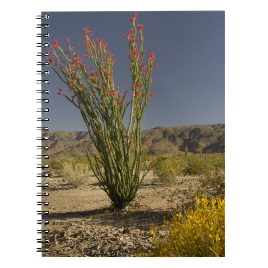 Carnet Ocotillo et senné du désert (Devant)