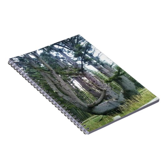 Carnet Octopus Tree, Cape Meares, Oregon (Côté Droit)