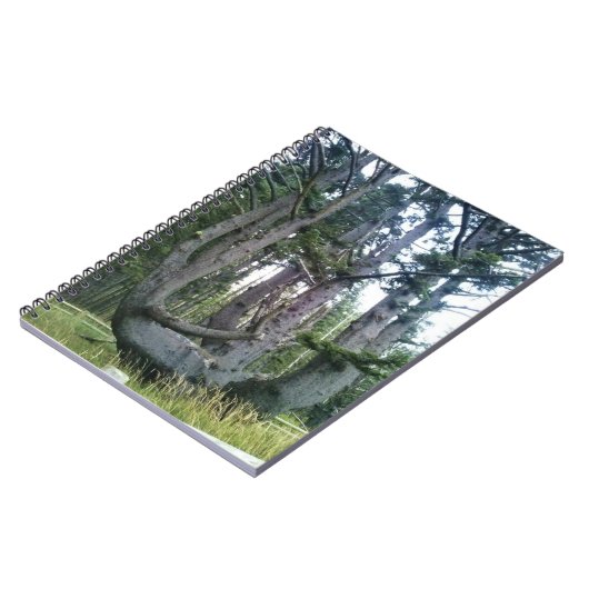 Carnet Octopus Tree, Cape Meares, Oregon (Côté gauche)