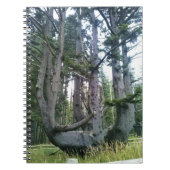 Carnet Octopus Tree, Cape Meares, Oregon (Devant)