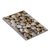 Carnet Oeufs de caille, Huaraz, Cordillera Blanca, Ancash (Côté Droit)