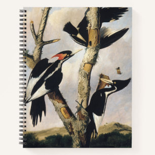 Carnet Œuvre d'art vintage d'Audubon sur le Pic à bec ivo
