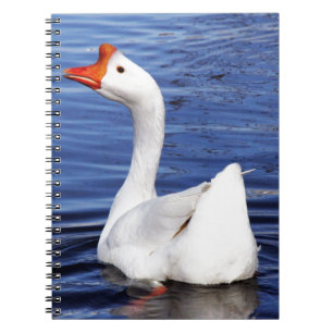 Carnet oie blanche nageant dans l'eau bleue