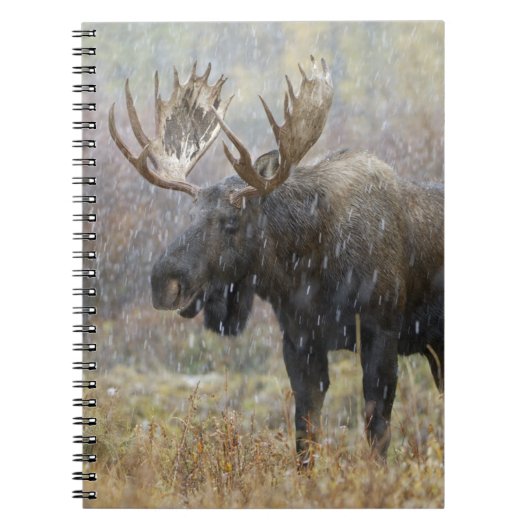 Carnet Oie taureau en orage de neige avec peupliers faux- (Devant)