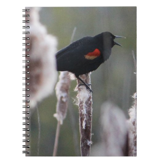 Carnet Oiseau à ailes rouges (Agelaius phoeniceus) (Devant)