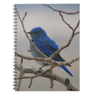 Carnet Oiseau bleu de montagne
