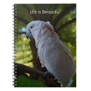 Carnet Oiseau dans l'arbre Kauai (ma photographie)
